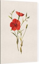 Linum Grandiflorum (Crimson Flax White) - Foto op Canvas - 40 x 60 cm