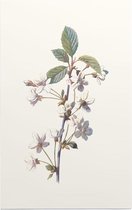 Kersbloem (Cherry) - Foto op Forex - 40 x 60 cm