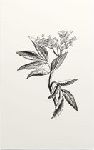 Sambucus zwart-wit (Elder) - Foto op Forex - 60 x 90 cm