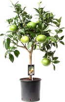 Kamerplant van Botanicly – Citrus Grapefruit – Hoogte: 80 cm