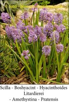 scilla Litardierei 50 bollen maat 6/+ sterhyacint