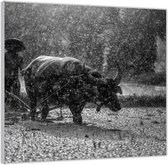 Acrylglas –Man met Stier in Regen Zwart - Wit– 80x80 (Met ophang)