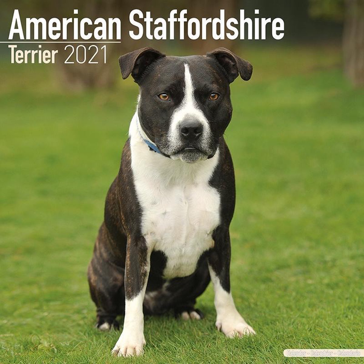 American Staffordshire Terrier Kalender 2021