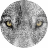 Wolf close-up| 20 x 20 CM | Dieren op plexiglas | Wanddecoratie | Dieren Schilderij | 5 mm dik Plexiglas muurcirckel