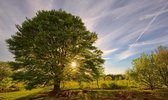 Fotobehang Beukenboom ondergaande zon 350 x 260 cm - € 235,--