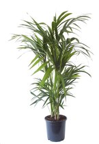 Kentia Palm 125 cm