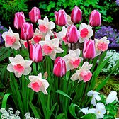 25x Bloembollenmix - Tulpen en Narcissen - Roze mix - Vroegbloeiende bloembollen Ø 11cm