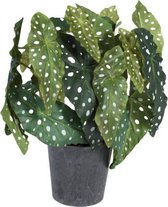 Kunstplant - In Pot - Begonia Maculata - In cadeauverpakking met gekleurd lint