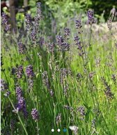 6 x Lavandula Munstead - Lavendel pot 9x9cm