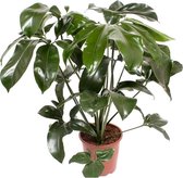 Philodendron Green Wonder 110 cm