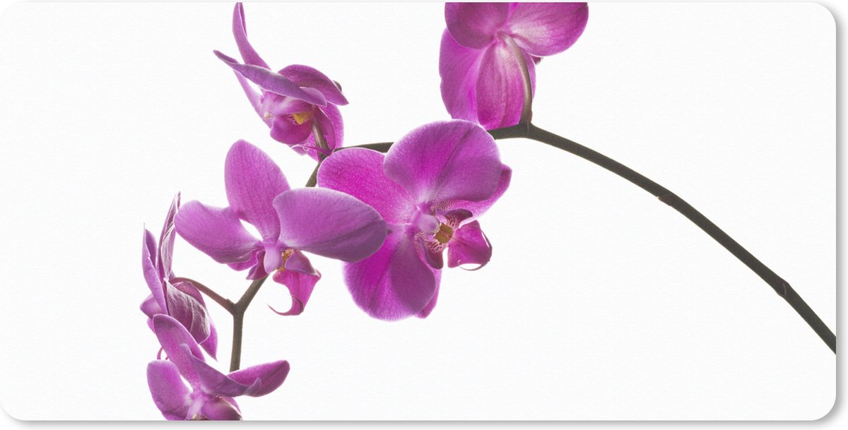 Muismat XXL 80x40 cm - Bureau onderlegger - Bureau mat Orchidee tegen witte achtergrond - Bureaumat - Gaming mousepad xl - Bureaulegger groot - Computer deskmat