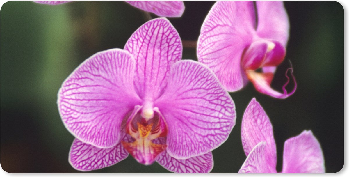Muismat XXL 90x45 cm - Bureau onderlegger - Bureau mat Roze orchidee - Bureaumat - Gaming mousepad xl - Bureaulegger groot - Computer deskmat
