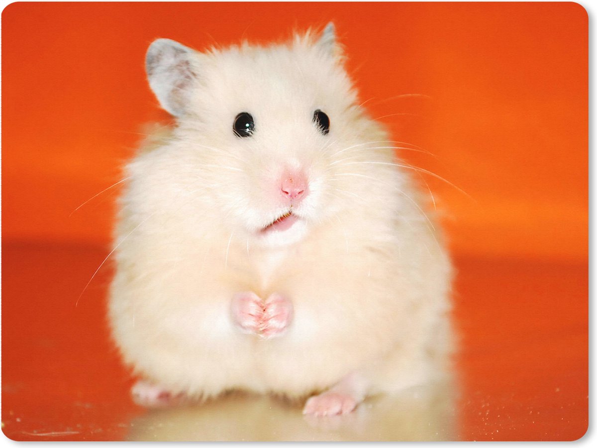 Muismat XXL 80x60 cm - Bureau onderlegger - Bureau mat Witte hamster op oranje achtergrond - Bureaumat - Gaming mousepad xl - Bureaulegger groot - Computer deskmat