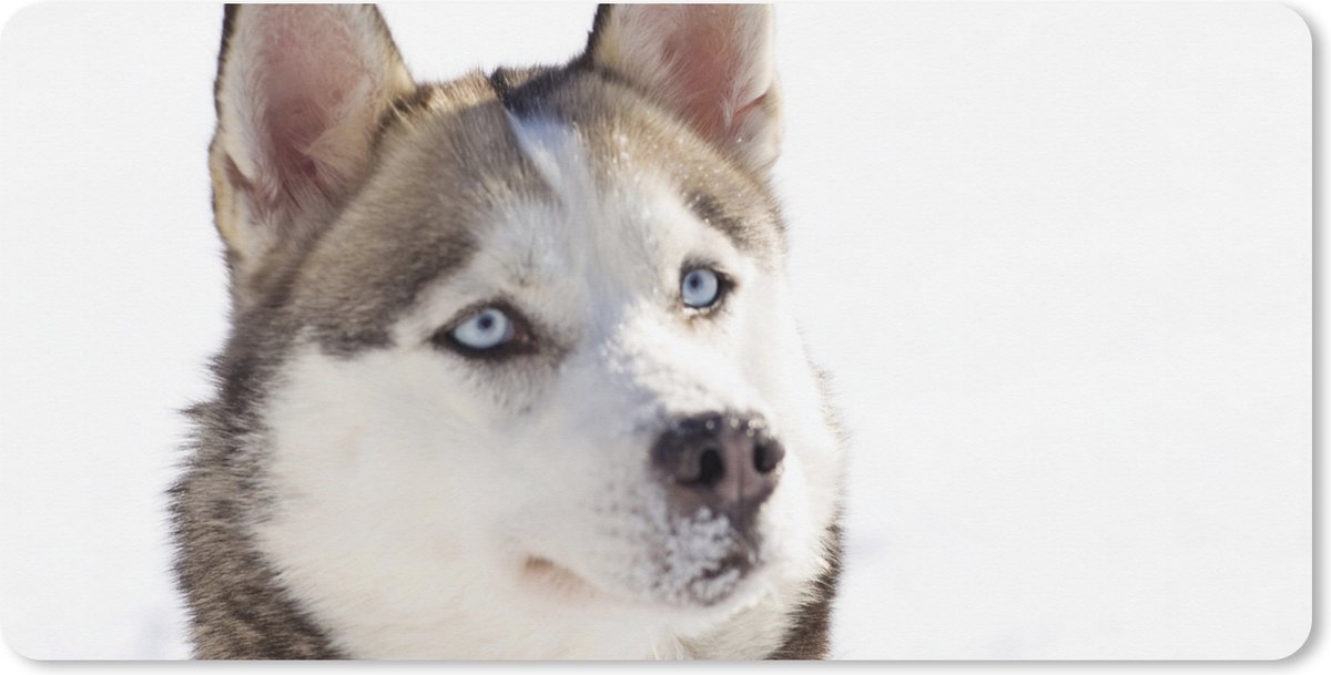Muismat XXL 80x40 cm - Bureau onderlegger - Bureau mat Siberische husky in de sneeuw - Bureaumat - Gaming mousepad xl - Bureaulegger groot - Computer deskmat