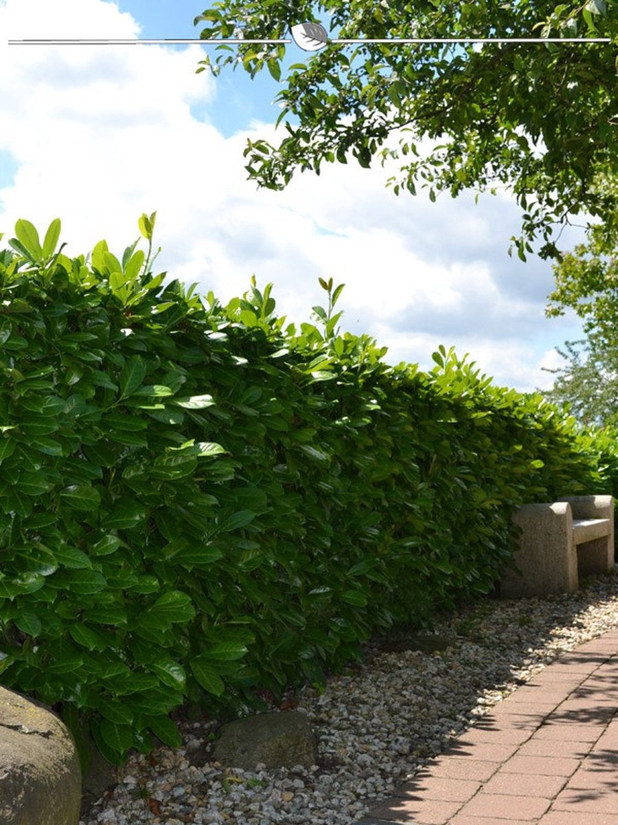 Laurier Prunus Rotundifolia 120-140 cm in Pot, 50x Haagplant