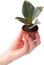 PLNTS - Baby Ficus Tineke (Vijg) - Kamerplant Rubberboom - Kweekpot 6 cm - Hoogte 15 cm