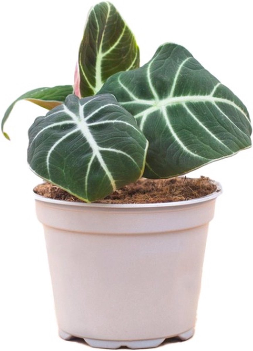 PLNTS Alocasia Black Velvet (Olifantsoor) Kamerplant Reginula- Kweekpot 12 cm Hoogte 20 cm