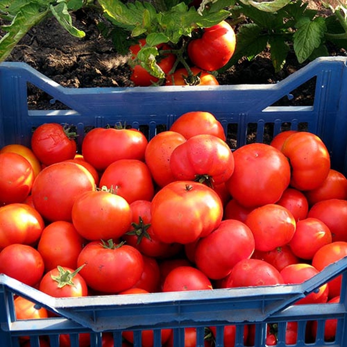 Tomaten zaden - Vleestomaat Brandywine Pink
