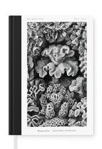 Notitieboek - Schrijfboek - Kunst - Koraal - Ernst Haeckel - Oude meesters - Natuur - Notitieboekje klein - A5 formaat - Schrijfblok