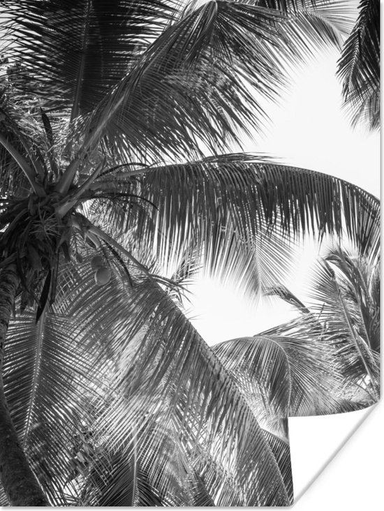 Poster Palmbladeren - Vintage - Natuur