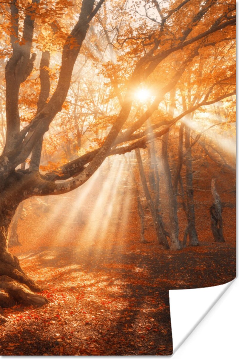 Poster Boom - Natuur - Herfst - 80x120 cm