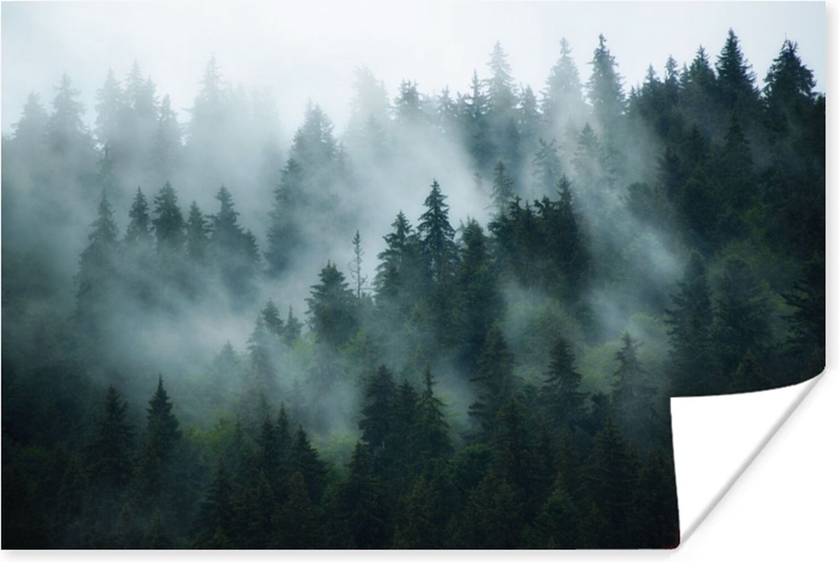 Poster Mist - Bomen - Bos - 30x20 cm