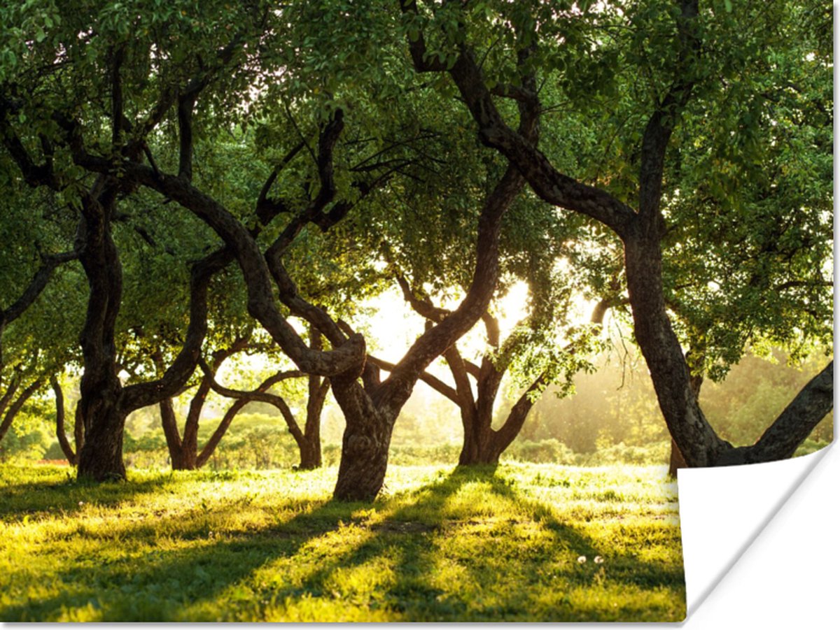 Poster Bomen - Natuur - Zon - 80x60 cm