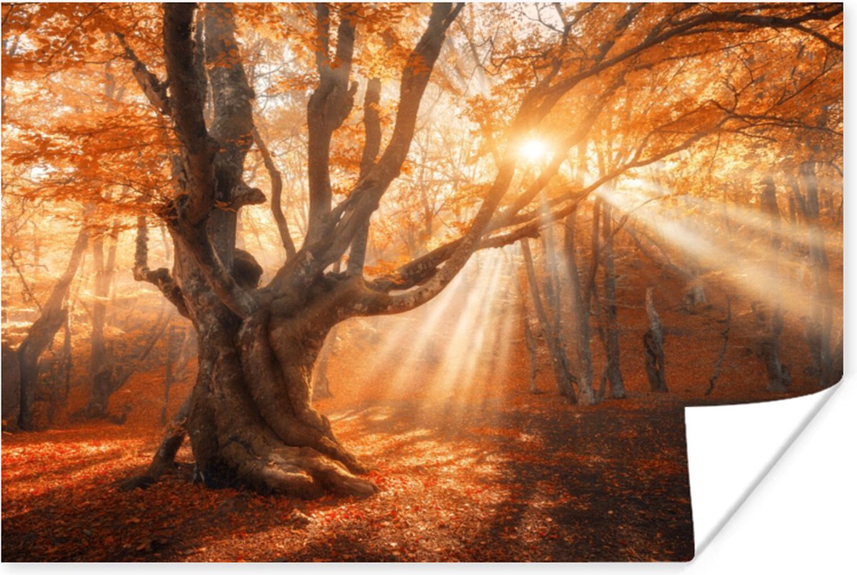 Poster Boom - Natuur - Herfst - 120x80 cm