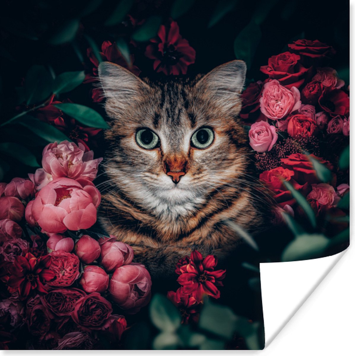 Poster Kat - Bloemen - Dieren - Botanisch - 50x50 cm
