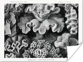 Posters - Ernst Haeckel - Kamer decoratie aesthetic - Natuur - Vintage - Zwart wit - Oude meesters - Kamer decoratie tieners - Wanddecoratie - 120x90 cm