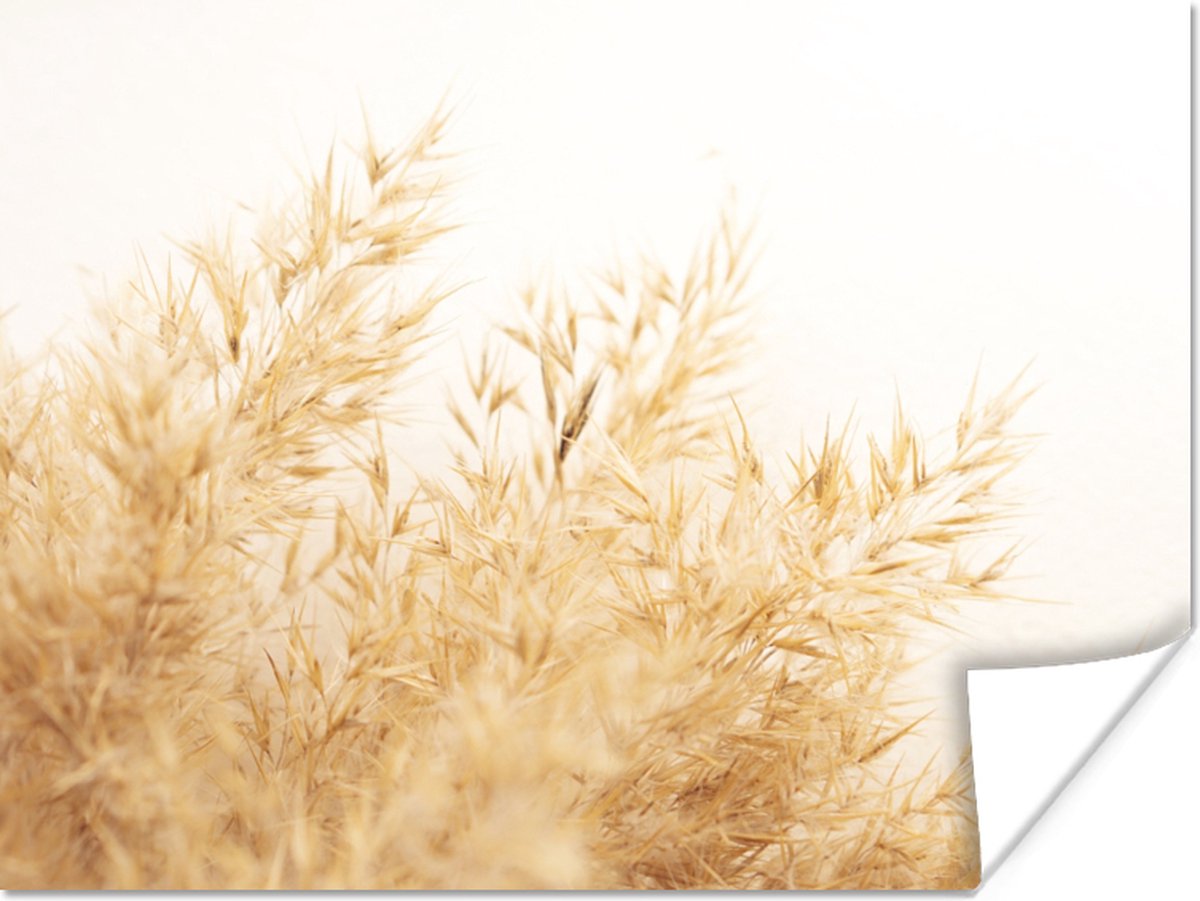 Poster Tarwe - Natuur - Zon - 80x60 cm
