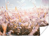 Poster Gras - Zon - Winter - Sneeuw - 80x60 cm