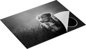 Chefcare Inductie Beschermer Retriever Hond tussen de Lavendel Bloemen - Zwart Wit - 70x52 cm - Afdekplaat Inductie - Kookplaat Beschermer - Inductie Mat