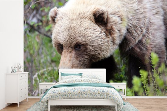 Papier peint Papier peint photo en vinyle - Gros plan d'un grizzli largeur 450 cm x hauteur 300 cm - Tirage photo sur papier peint (disponible en 7 tailles)