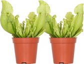 2x Sarracenia 'Juthatip Soper' – Vleesetende plant – Onderhoudsvriendelijk –⌀6 cm–05-10 cm