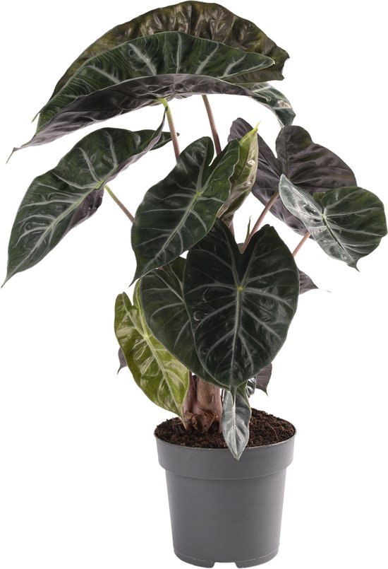 Kamerplant Van Botanicly Olifantsoor Hoogte 60 Cm Alocasia Pink Dragon 