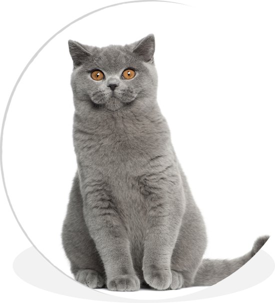 Tableau Mural Métal British Shorthair – Décoration Salle De Bain, Bar, Café, Style Rétro Imperméable