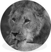 WallCircle - Wandcirkel ⌀ 90 - Leeuw - Wild - Zwart - Ronde schilderijen woonkamer - Wandbord rond - Muurdecoratie cirkel - Kamer decoratie binnen - Wanddecoratie muurcirkel - Woonaccessoires