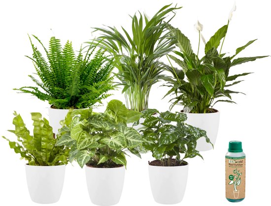 Ecoworld Makkelijke & Luchtzuiverende Kamerplanten Mix - 6 stuks - Ø 12 cm - Hoogte 30-40 cm incl. Potten Wit