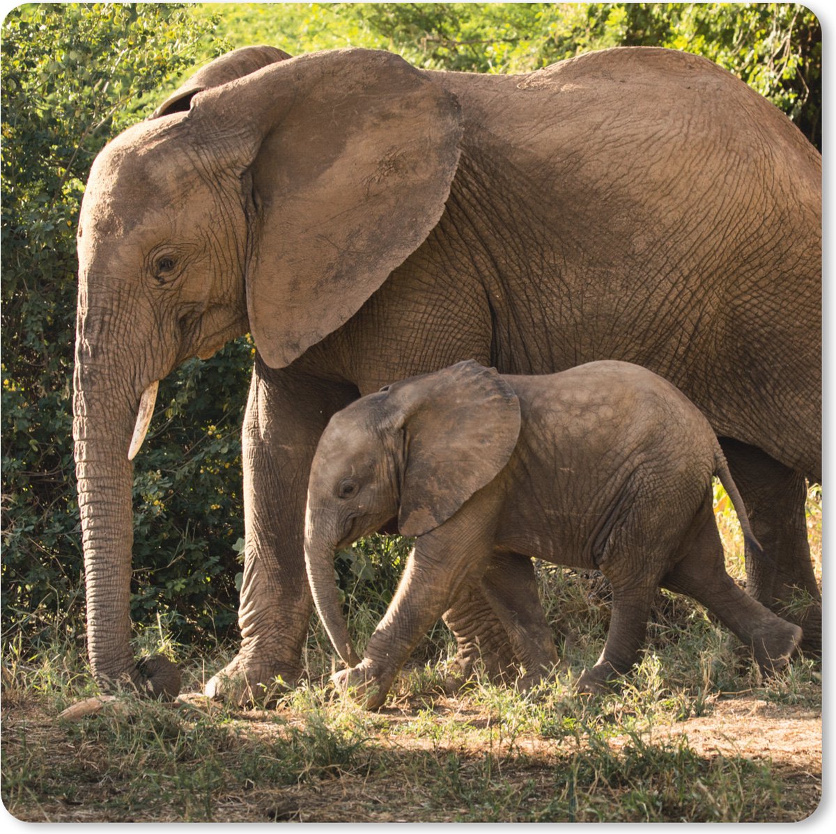 Muismat XXL 60x60 cm - Bureau onderlegger - Bureau mat Wandelende baby olifant met zijn moeder - Bureaumat - Gaming mousepad xl - Bureaulegger groot - Computer deskmat