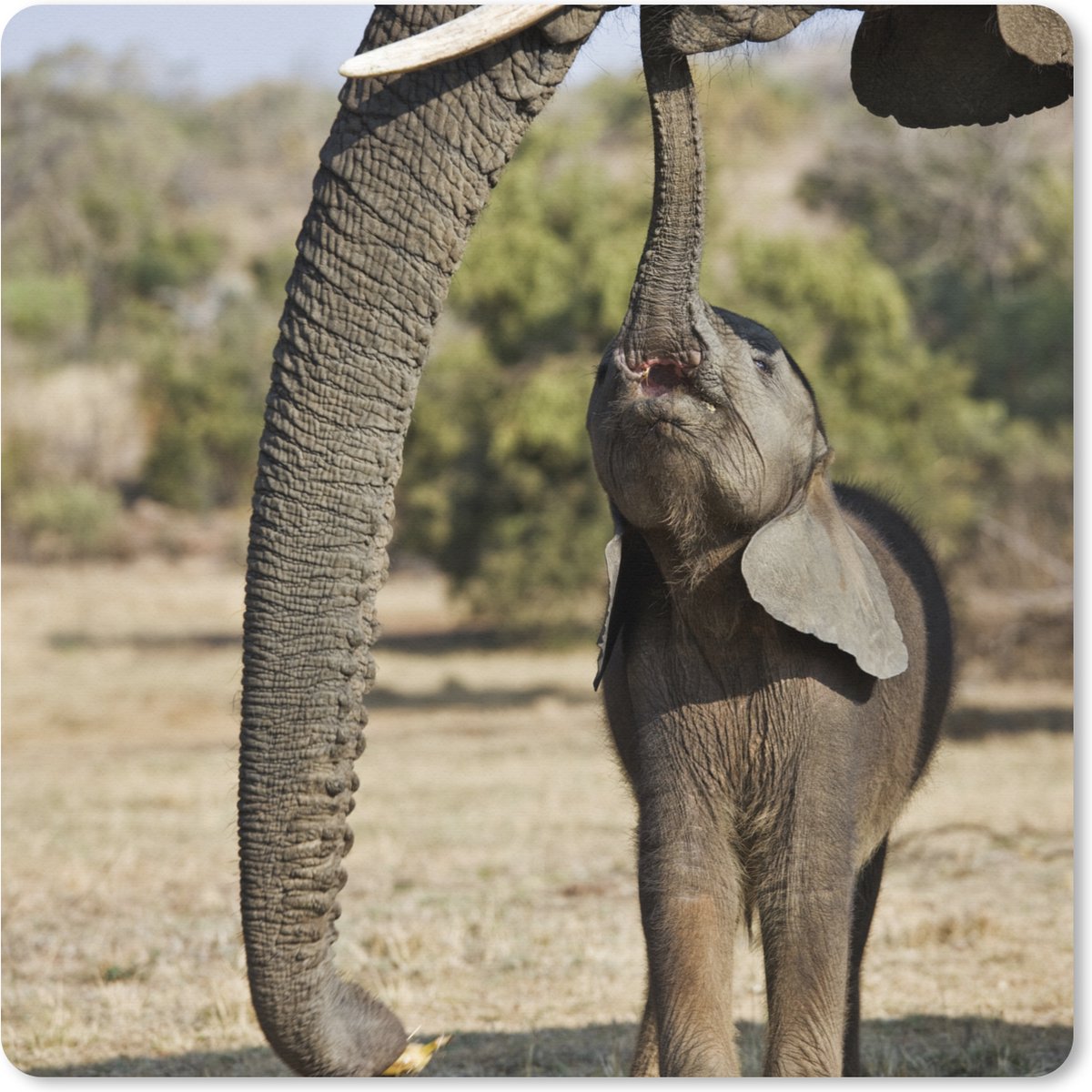 Muismat XXL 60x60 cm - Bureau onderlegger - Bureau mat Olifant - Dieren - Gras - Natuur - Bureaumat - Gaming mousepad xl - Bureaulegger groot - Computer deskmat