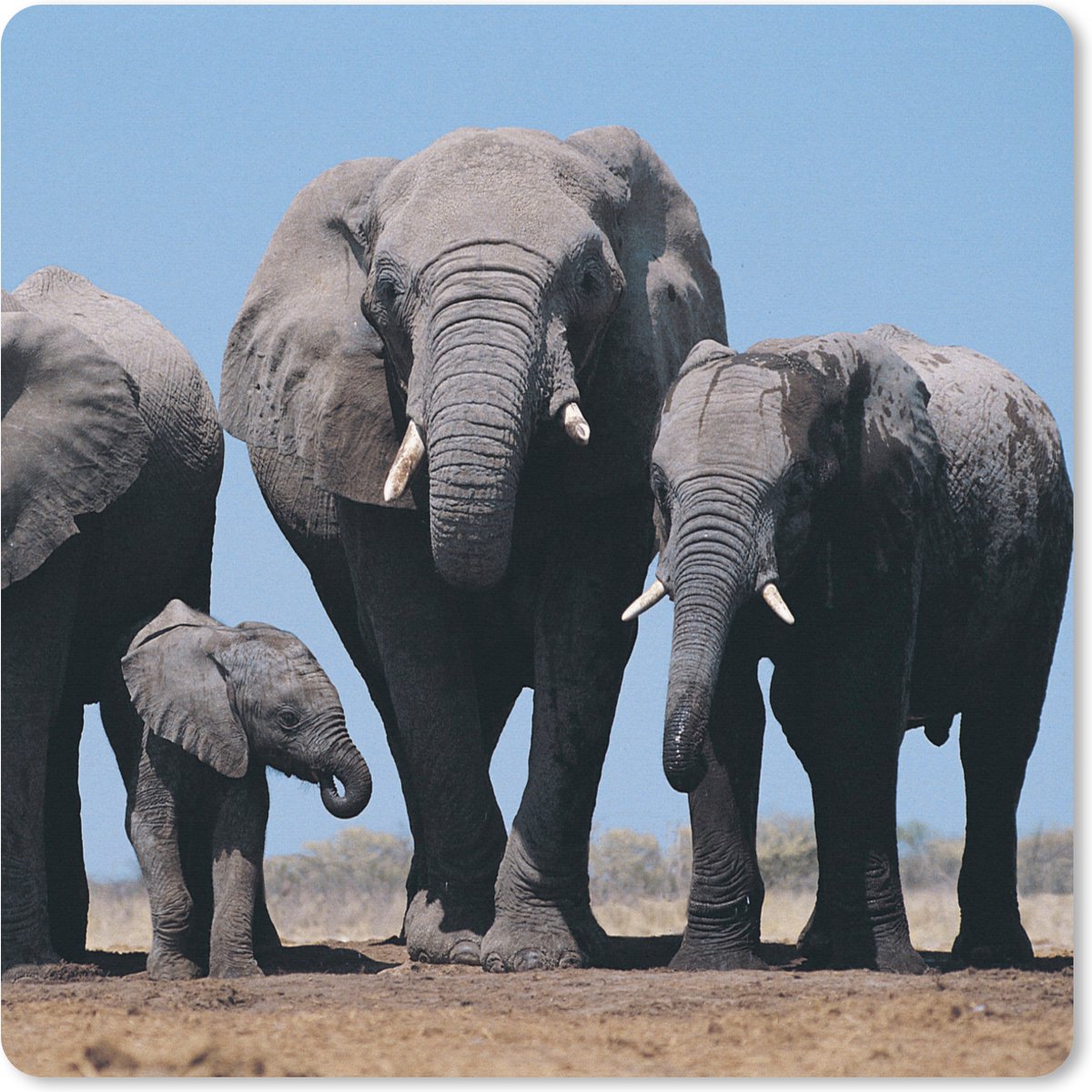 Muismat XXL 50x50 cm - Bureau onderlegger - Bureau mat Olifant - Vlakte - Dieren - Natuur - Bureaumat - Gaming mousepad xl - Bureaulegger groot - Computer deskmat
