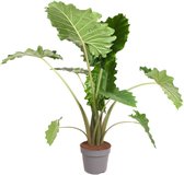 Plant in a Box - Alocasia 'Portodora' - XXL Groene Kamerplant - Pot 32cm - Hoogte 110-120cm
