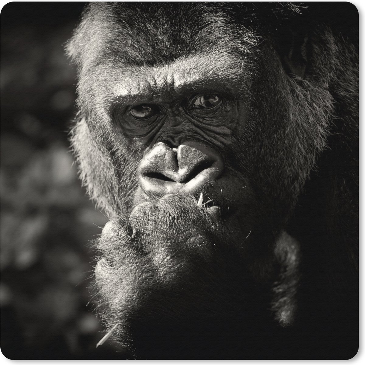 Muismat XXL 80x80 cm - Bureau onderlegger - Bureau mat Gorilla op zwarte achtergrond in zwart-wit - Bureaumat - Gaming mousepad xl - Bureaulegger groot - Computer deskmat