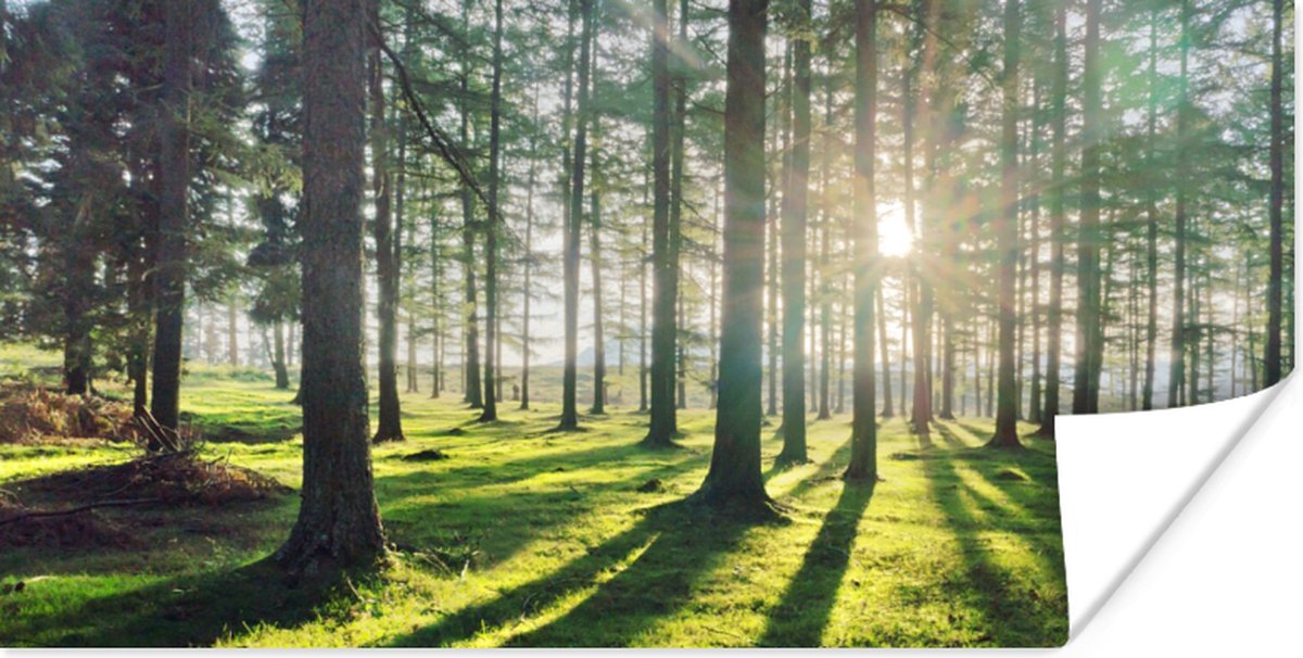 Poster Bomen - Natuur - Bos - 150x75 cm
