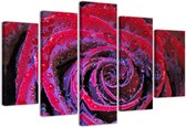 Trend24 - Canvas Schilderij - Dewed Rose - Vijfluik - Bloemen - 100x70x2 cm - Rood