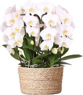Kolibri Orchids | witte orchideeënset in Reed Basket incl. waterreservoir | drie gebogen witte orchideeën Niagara Fall 12cm | Mono Bouquet wit met zelfvoorzienend waterreservoir