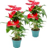 2x Anthurium 'Aristo' Rood– Flamingoplant - Kamerplant - Onderhoudsvriendelijk - ⌀14 cm - 45-55 cm
