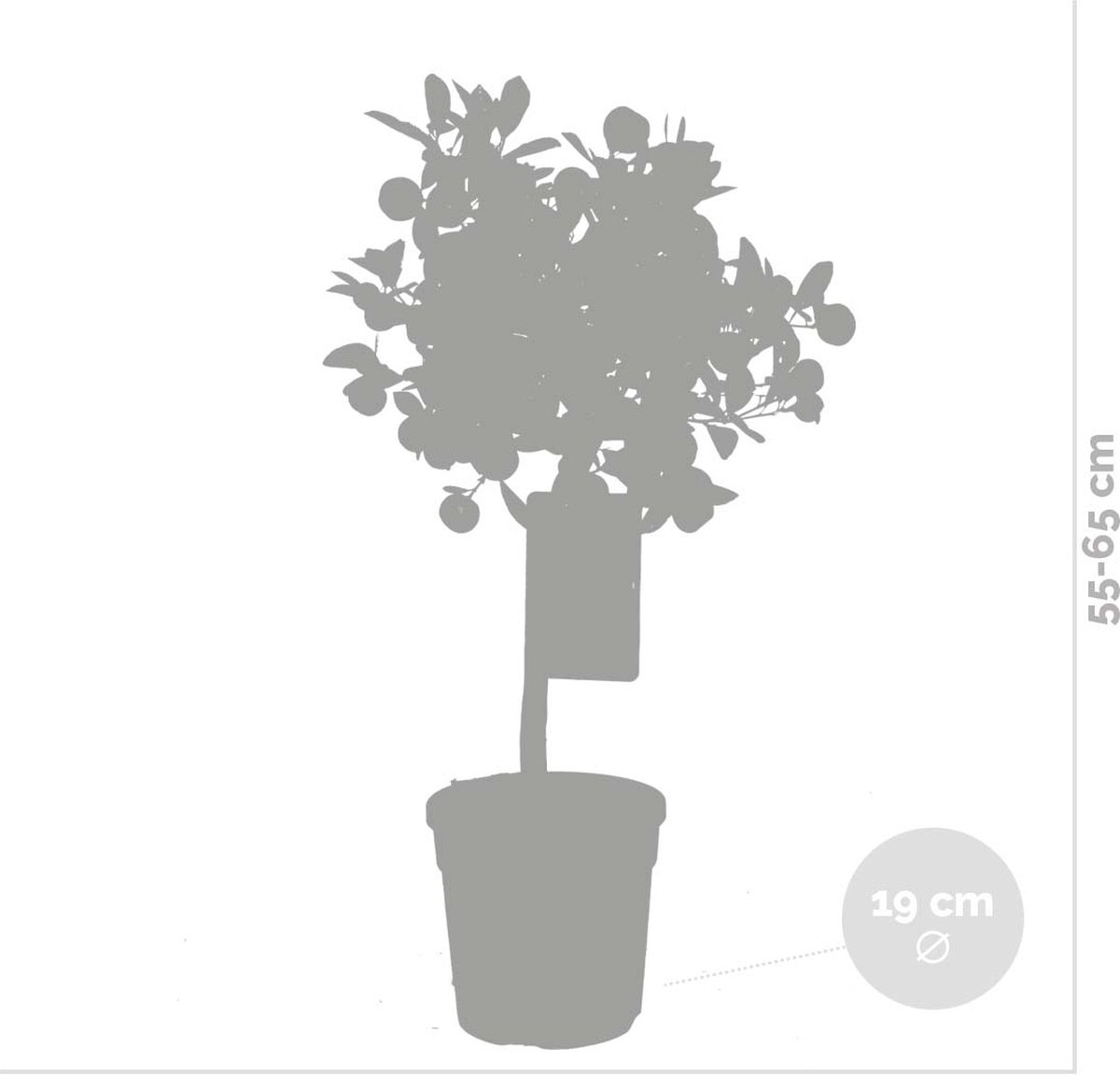 Citrus Mitis 'Calamondin' - Mandarinier - Arbre Fruitier - Persistant