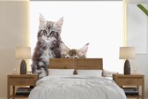 Behang - Fotobehang Twee schattige Maine Coon kittens - Breedte 300 cm x hoogte 300 cm